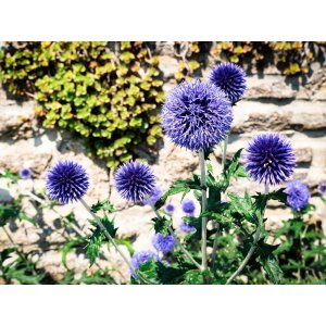 Ježibaba modrá (Echinops bannaticus) ´BLUE GLOW´ - kont. P9